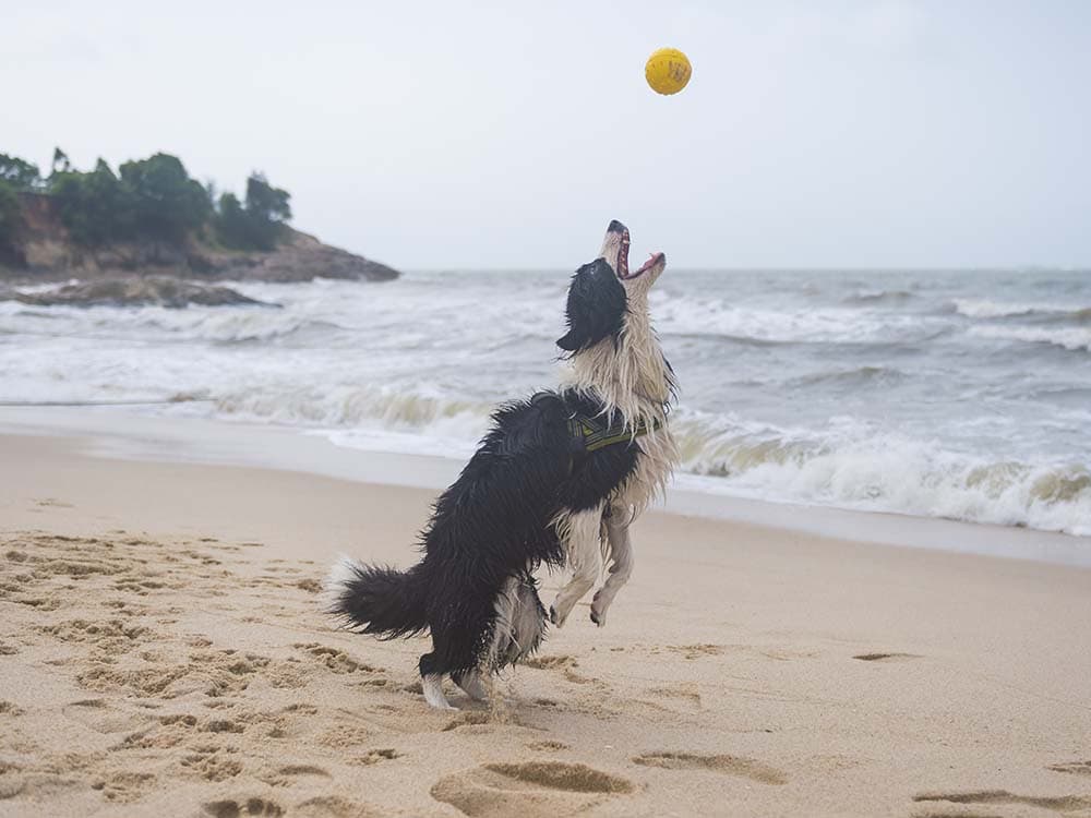 How to Keep Your Dog Safe at the Beach This Summer