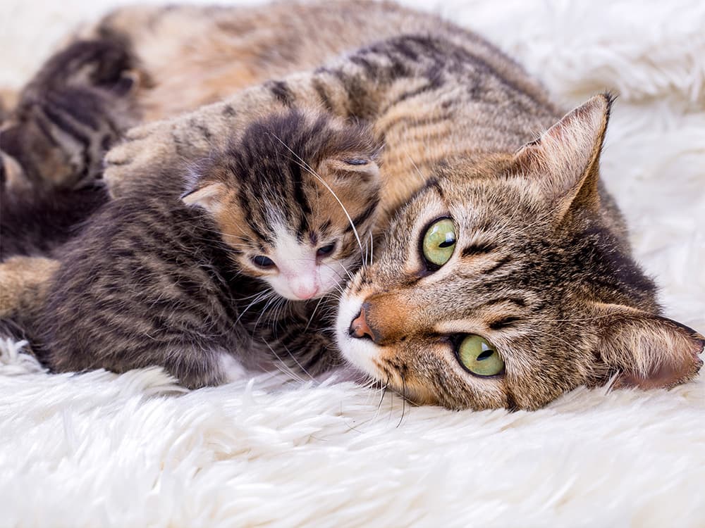 Is My Cat Pregnant?