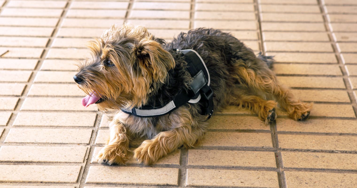 How to Raise a Dog with Asthma