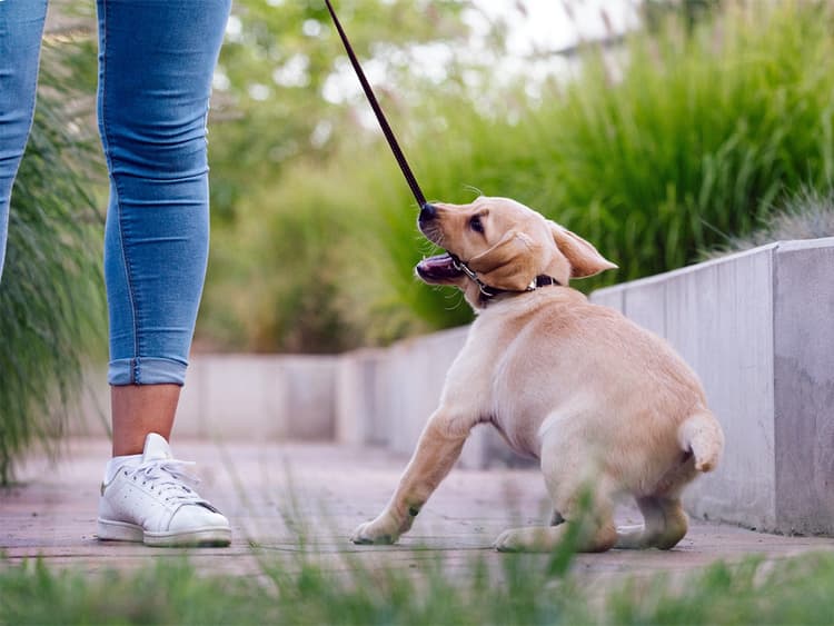 How to Calm a Puppy Down