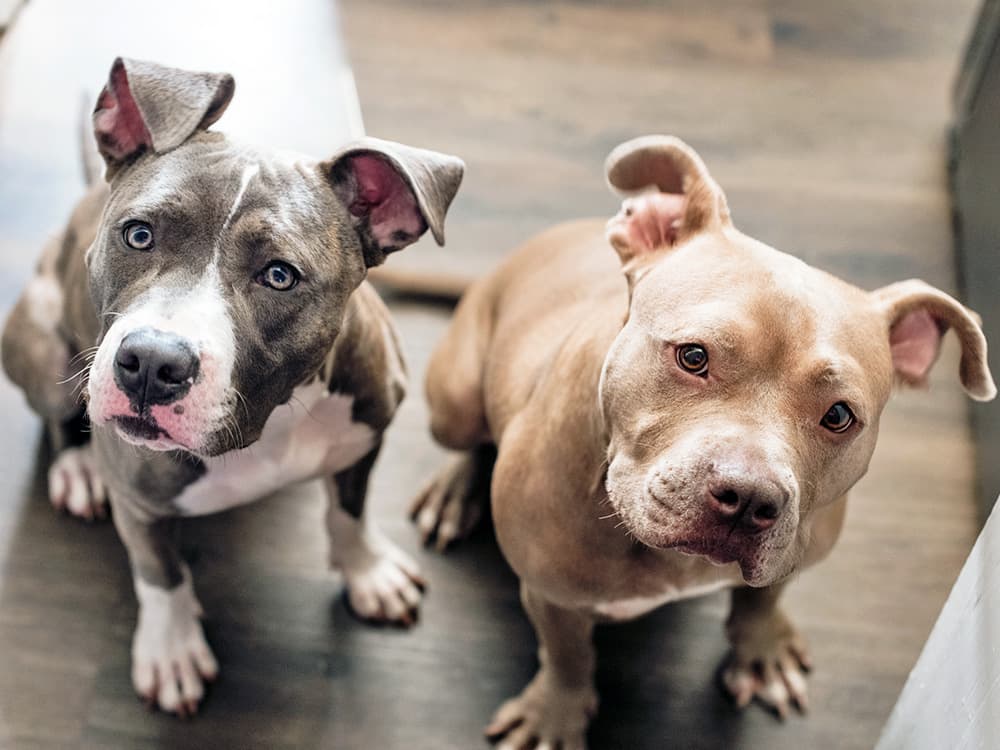 How Smart are Dogs? How to Test Your Dog’s IQ