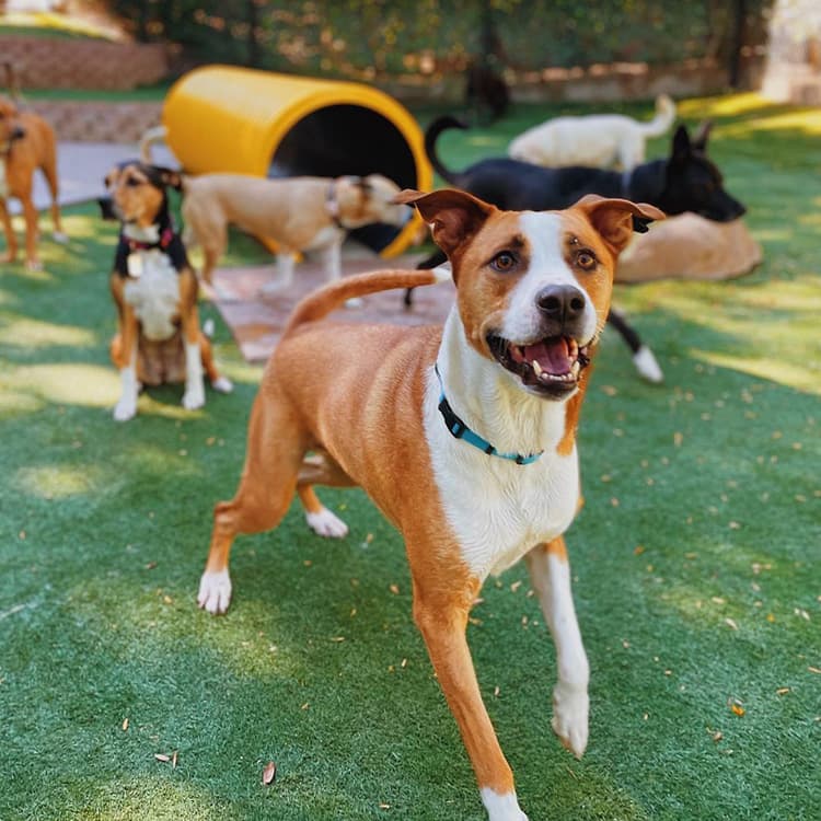 4 Adult Summer Camps Made For You and Your Dog