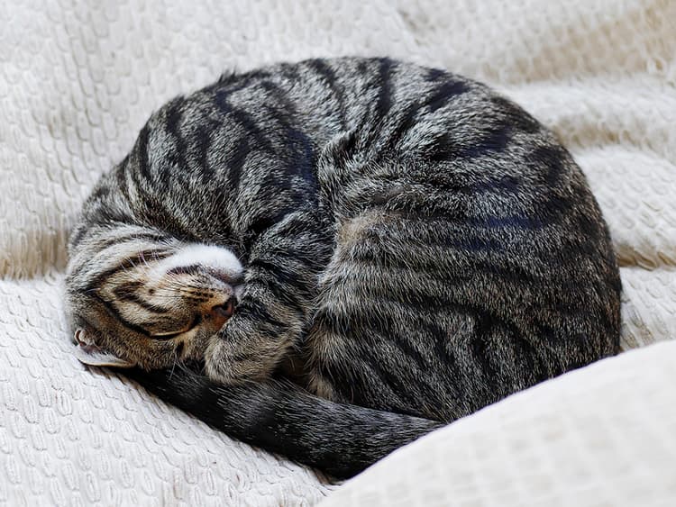Why Do Cats Sleep So Much?