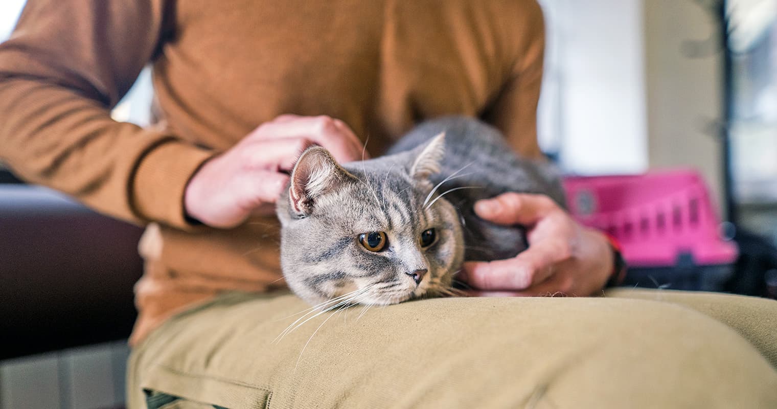 A Guide to Making Your Cat Comfortable During Travel
