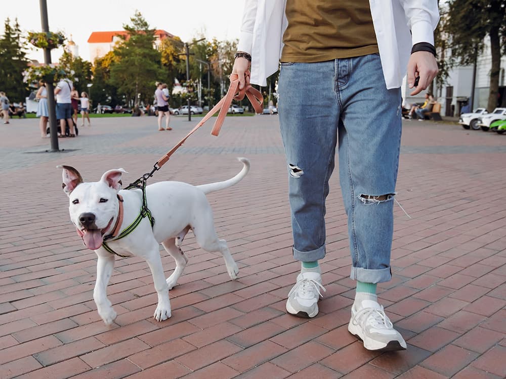 125+ Pit Bull Names for Your Bully Bestie