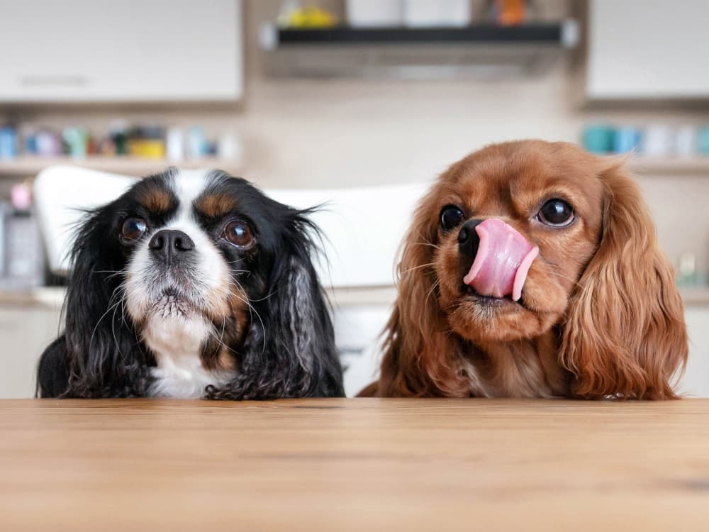 Dog Food Recipes: Easy Crockpot Chicken & Brown Rice