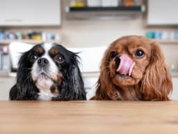 Dog Food Recipes: Easy Crockpot Chicken & Brown Rice