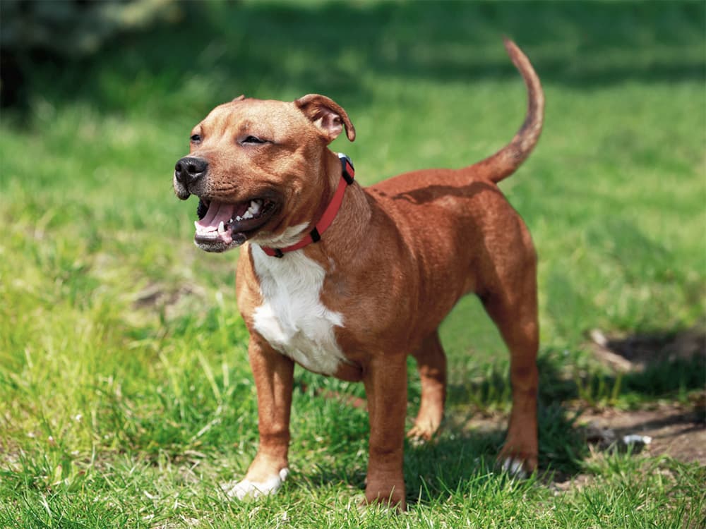 Dogs May Wag Their Tails Because Humans Love Rhythm, New Research Says