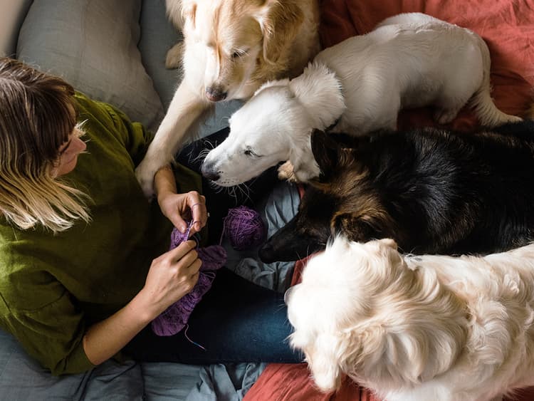 Tips on Managing a Multi-Dog Household