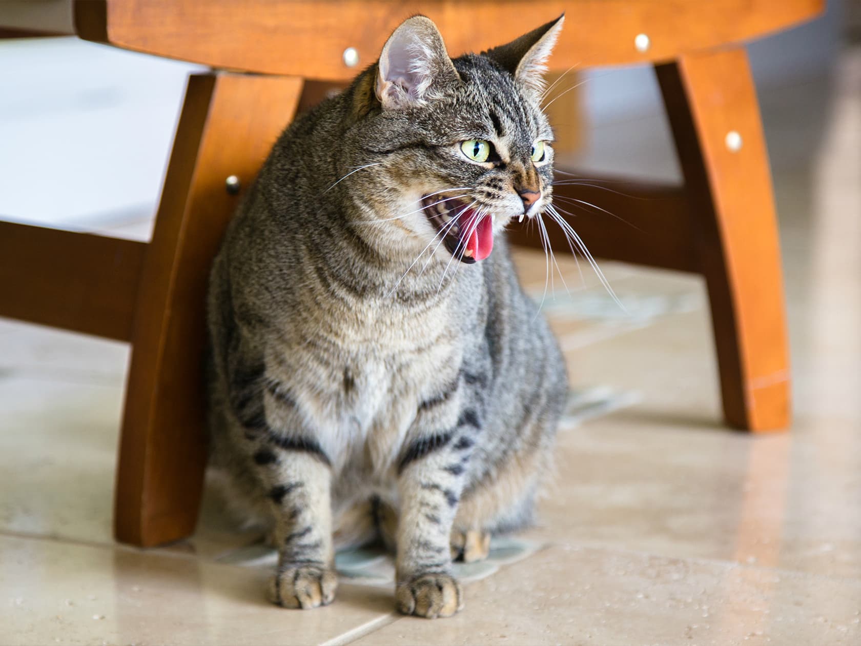 Cat Hissing: Fair Warning or Fighting Words?