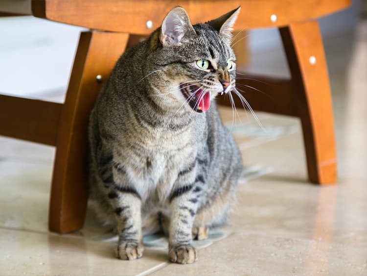 Cat Hissing: Fair Warning or Fighting Words?