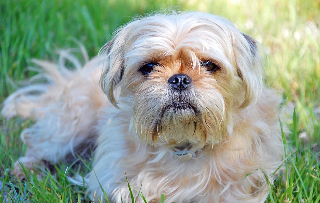pug yorkie (pugshire) sitting in grass