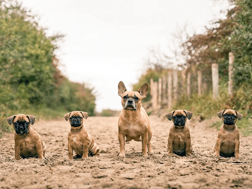 A Breeder Claims She’s Cracked the Code to Healthier Frenchies—But Is It True?