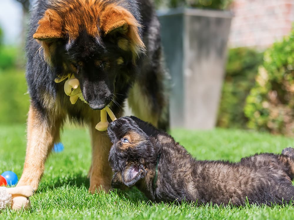 The Puppy License Is Real, and It Expires Around Six Months