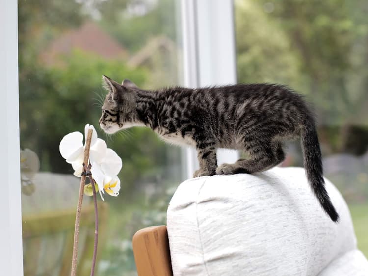 Are Orchids Toxic to Cats?