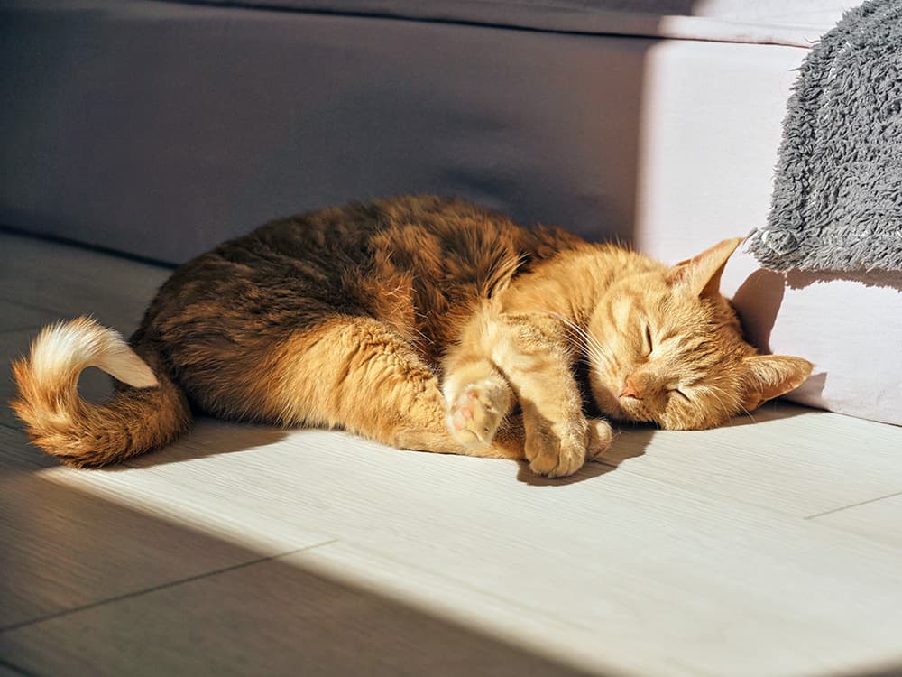 Why Your Cat Is Obsessed With Sunbathing (No Matter How Hot It Is)
