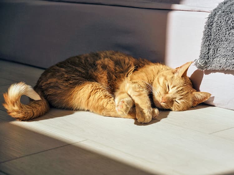 Why Your Cat Is Obsessed With Sunbathing (No Matter How Hot It Is)