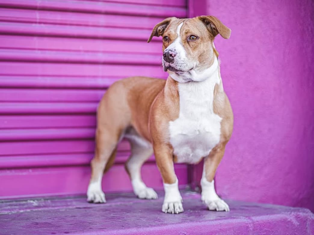 corgi pit bull mix