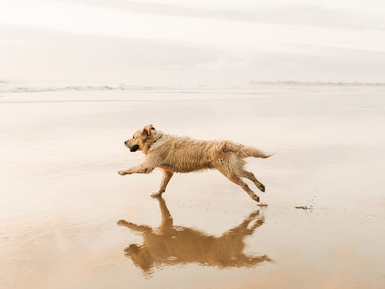 How to Identify Dog Arthritis: Causes and Symptoms
