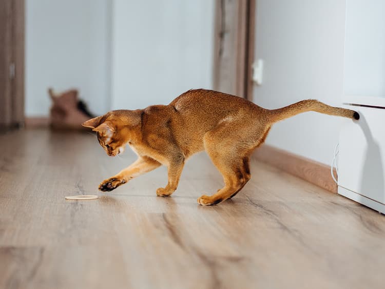 What’s the Deal with FIV in Cats?