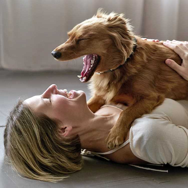Why Does My Dog Yawn So Much?
