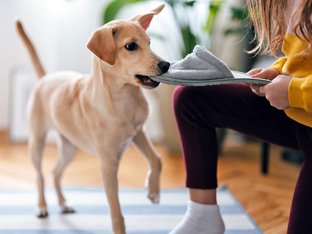How to Teach a Dog to “Drop It”