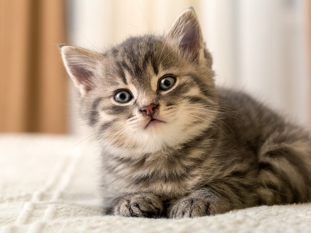 7 Steps to Keep Your New Kitten Happy and Healthy