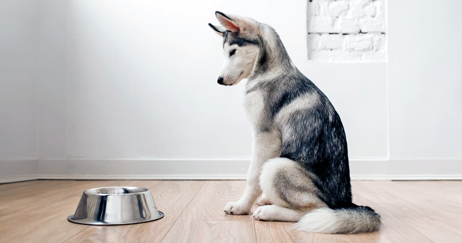 Why Won’t My New Puppy Eat?