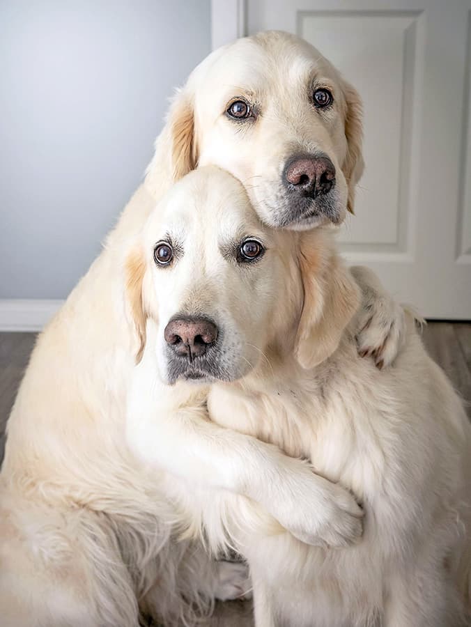 Is There Anything Cuter Than Dogs Hugging? Here’s the Real Reason They Do It