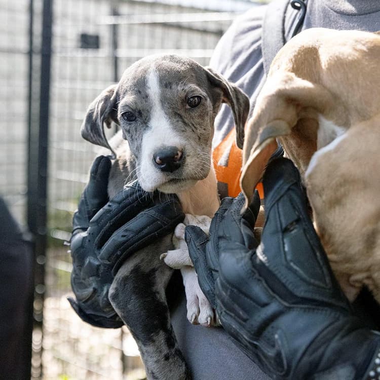 The ASPCA Rescued 300 Mistreated Dogs Across Four States in Only 30 Days