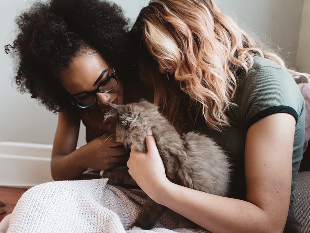 Yes, You Should Spay/Neuter Your Cat. Here’s Why