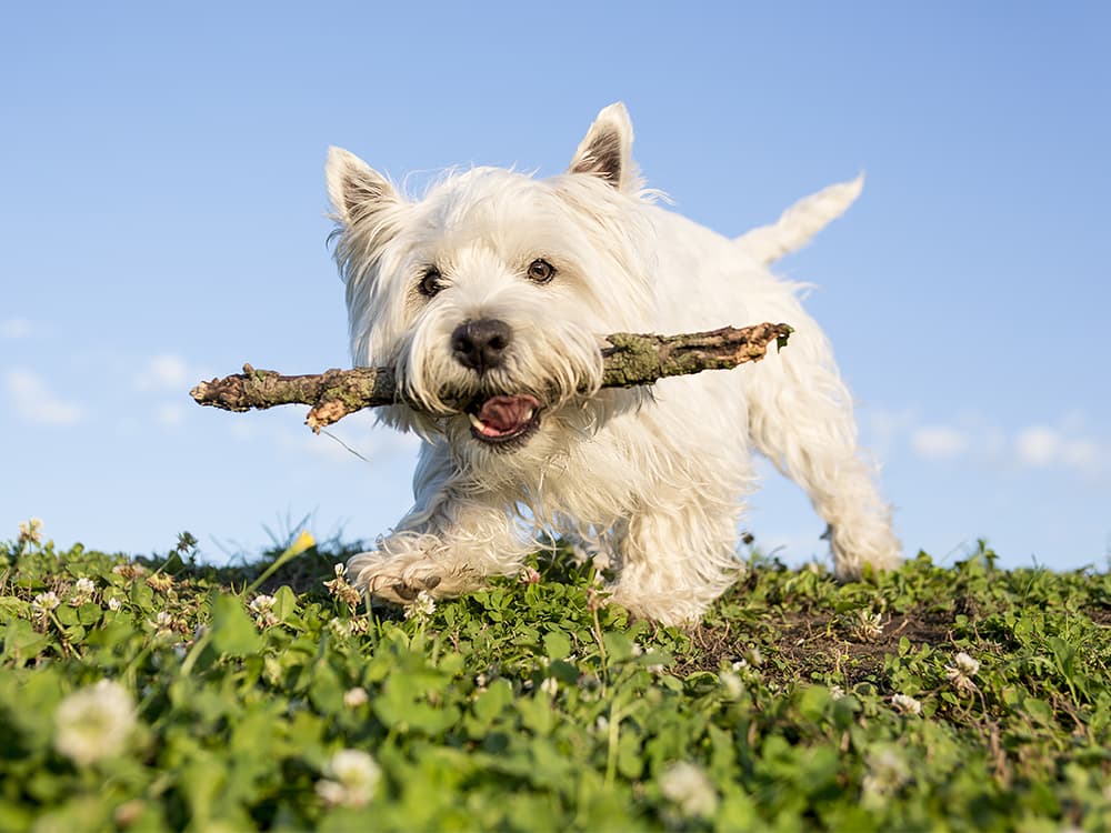 How I Got Through My Puppy’s Separation Anxiety Days