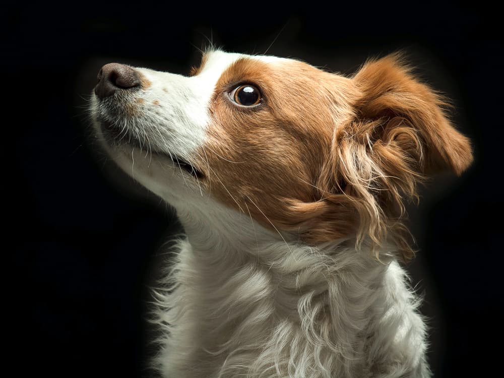 Scared Stiff: How to Spot Tetanus in Dogs