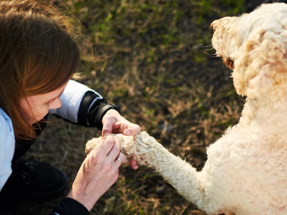Here’s Where Disease-Carrying Ticks Are in the US—And How to Keep Your Pup Safe