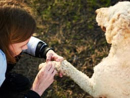 Here’s Where Disease-Carrying Ticks Are in the US—And How to Keep Your Pup Safe