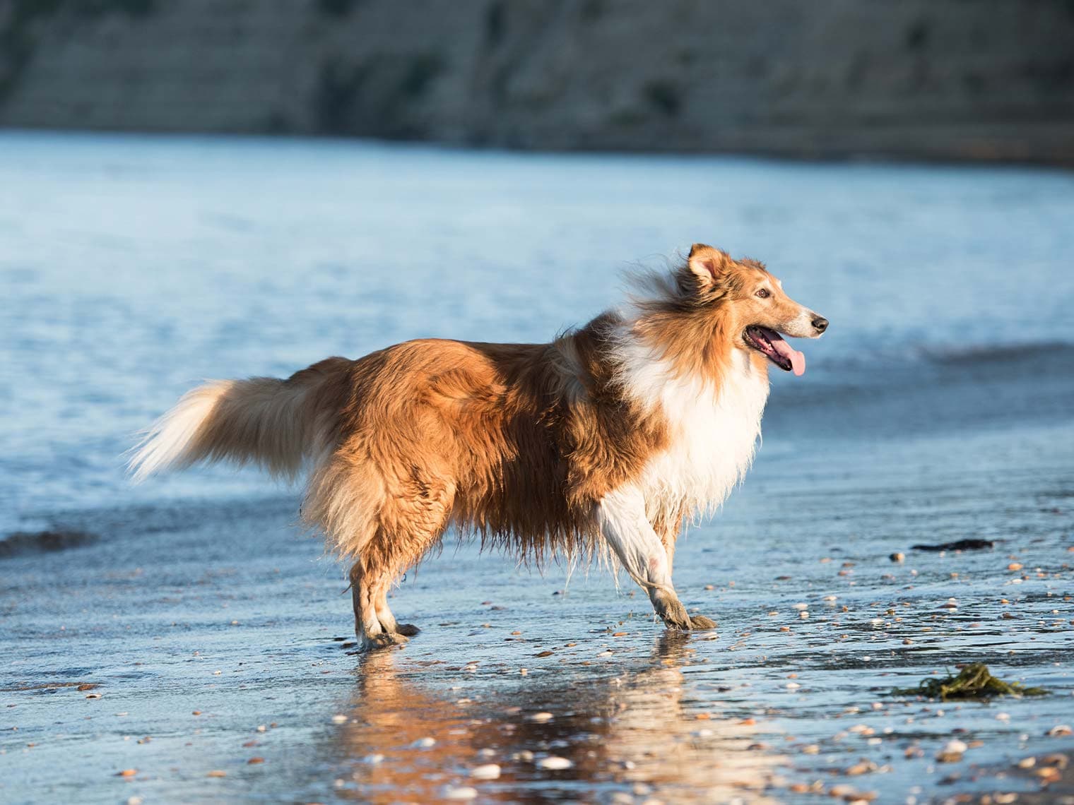 rough collie on beach