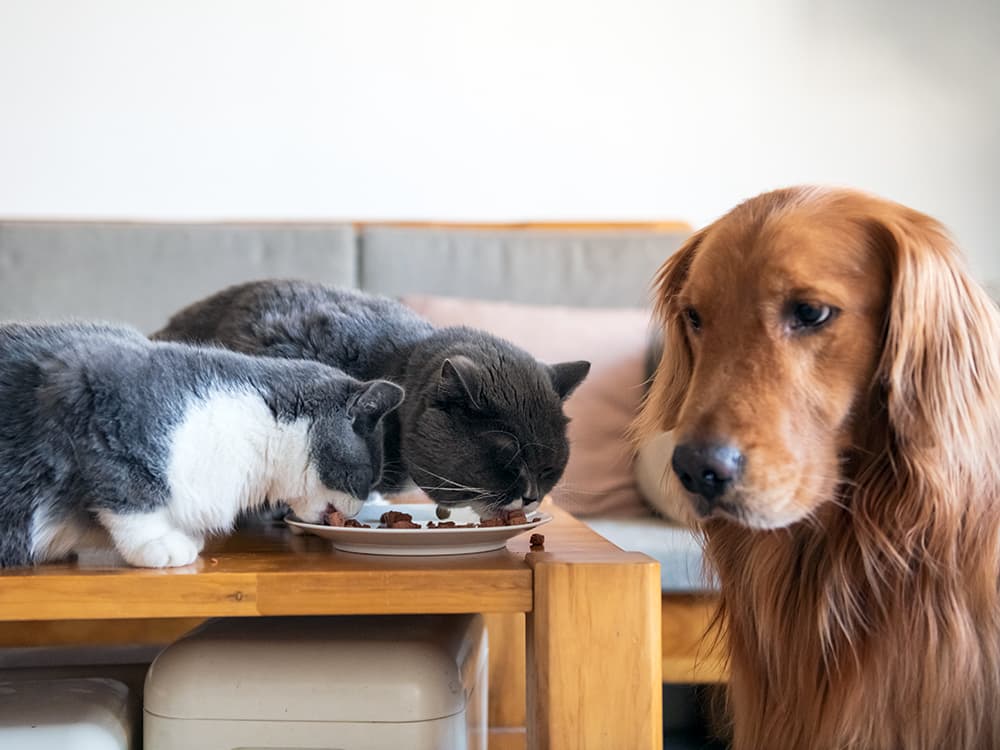 Can Cats Eat Dog Food?