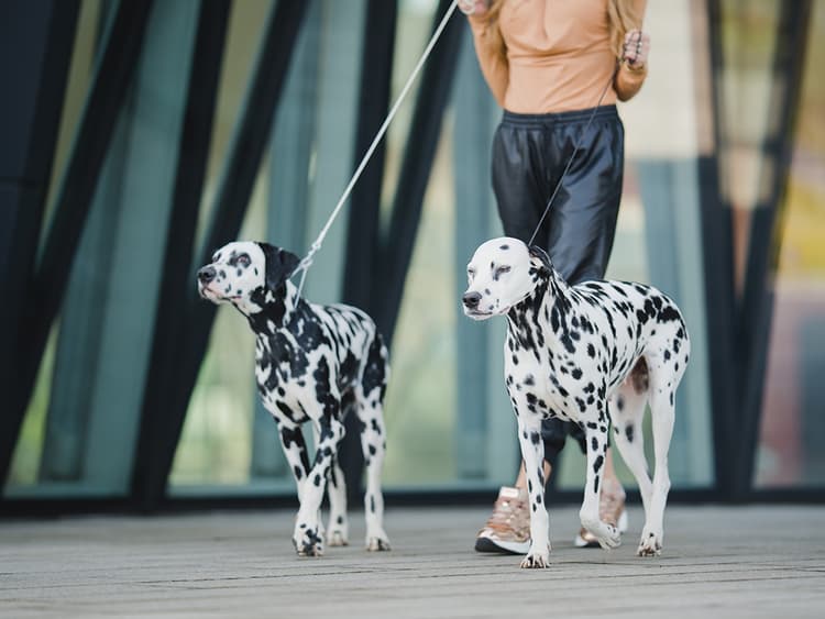 How to Stop a Dog From Pulling on the Leash
