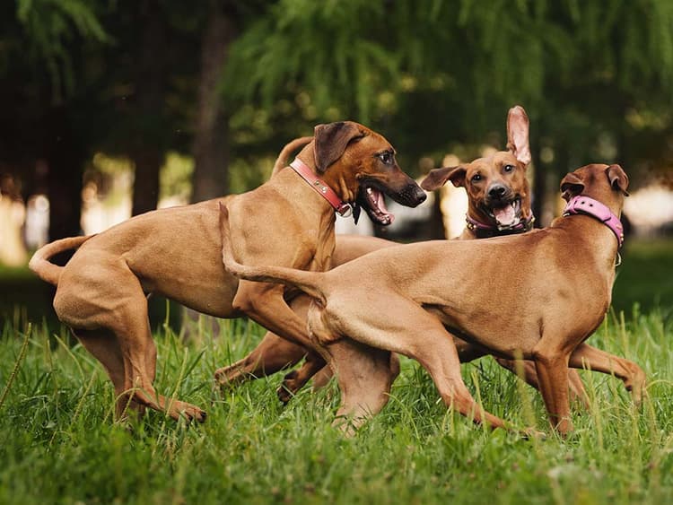 Understanding Canine Social Hierarchies