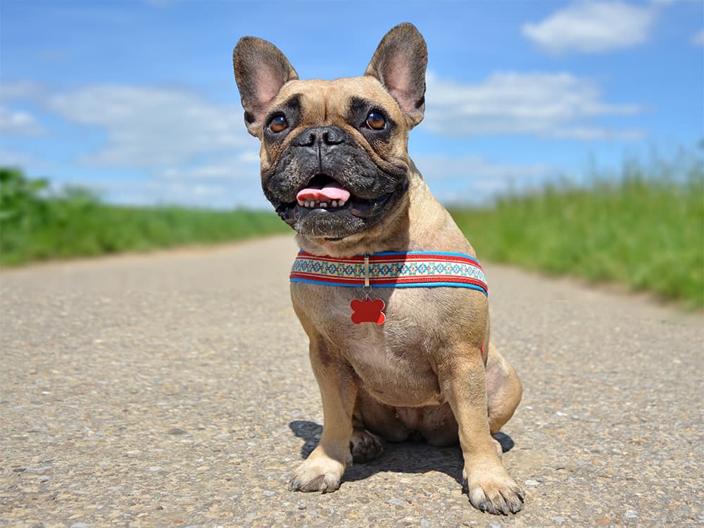Cute frenchie dog
