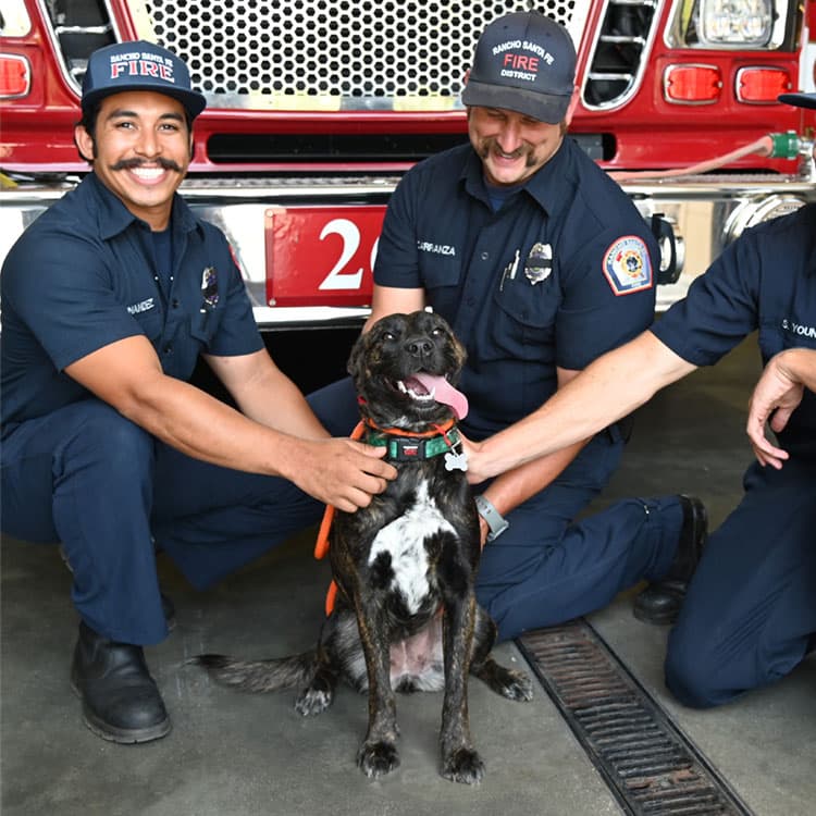 Fire Safety & Dogs: How to Prepare for a Fire