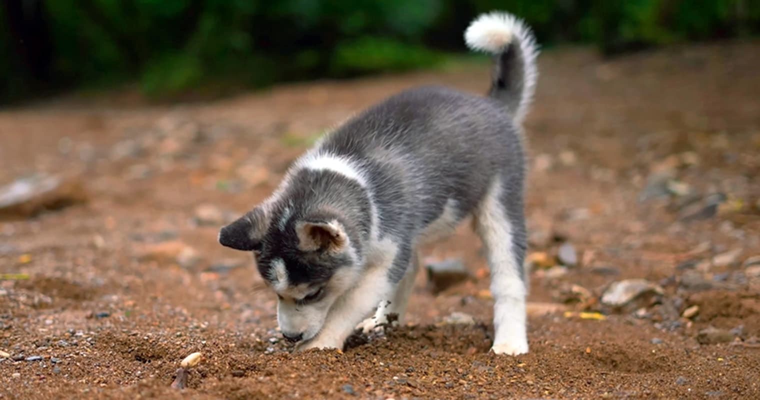 Do Dogs Grow Out of Digging?