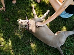 Research Confirms CBD Is a Safe Way to Get Your Dog to Chill Out