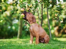 Can Dogs Eat Apples?