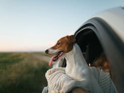 How to Plan a Dreamy Summer Road Trip With Your Dog