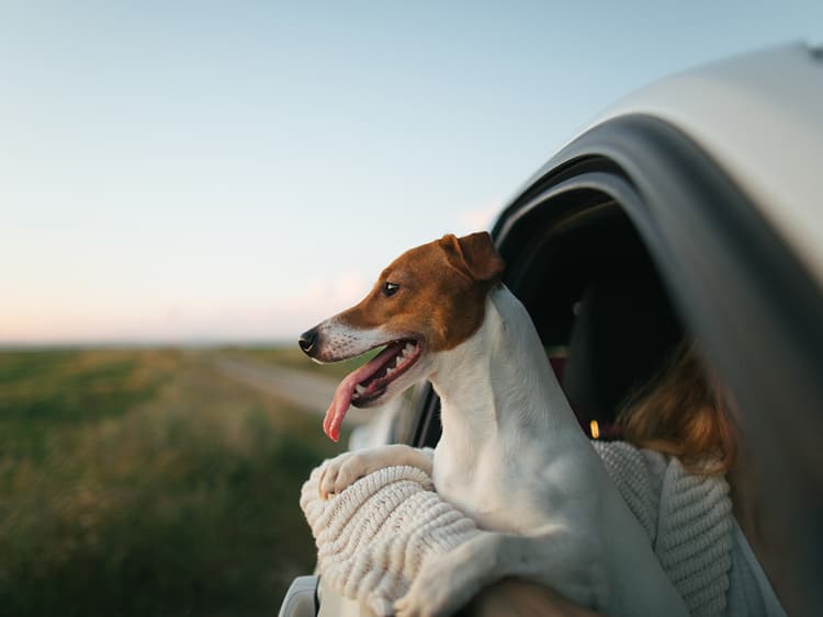 How to Plan a Dreamy Summer Road Trip With Your Dog