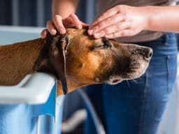 5 Myths About Ticks That Every Dog Parent Should Know
