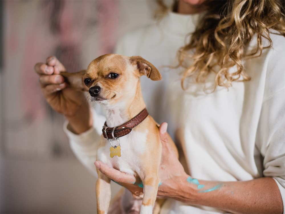 Ear Mites in Dogs: Causes, Symptoms, and Treatment Options