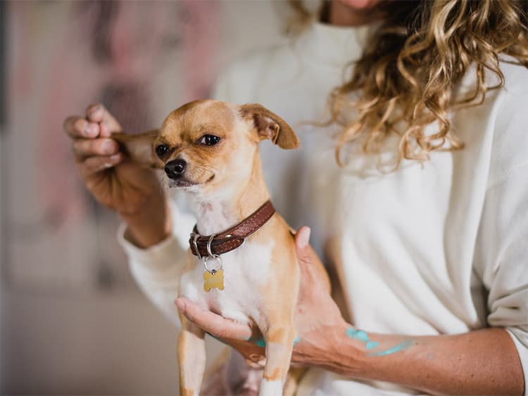 Ear Mites in Dogs: Causes, Symptoms, and Treatment Options