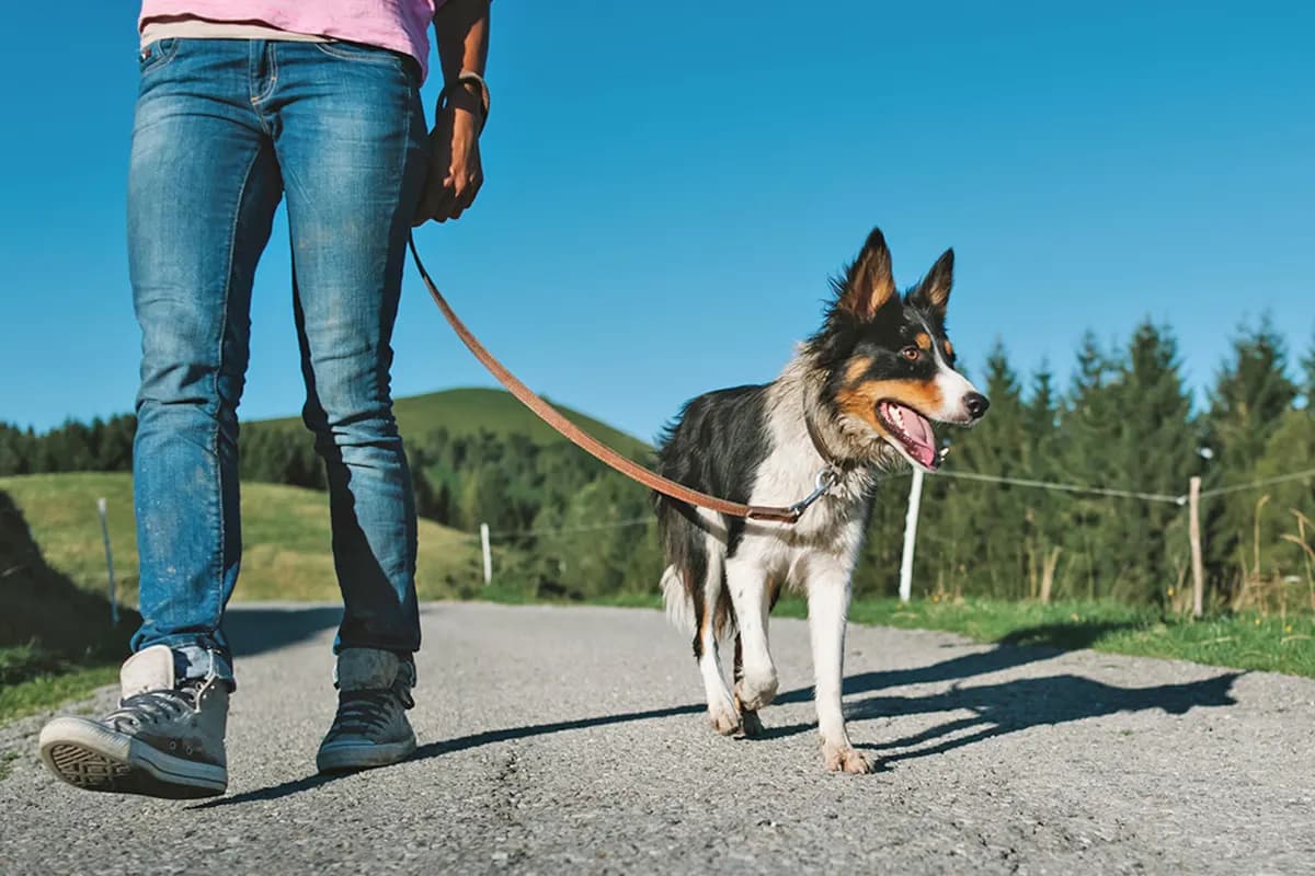 person prepared to pick up poop during walk